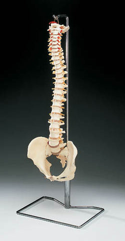 Vertebral Column Model